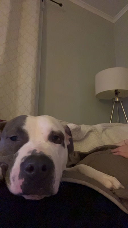 Zaila, an adoptable Pit Bull Terrier in Rochester, NY, 14626 | Photo Image 3