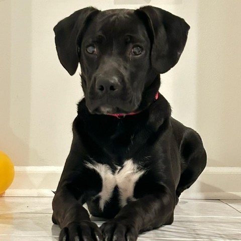 Tater