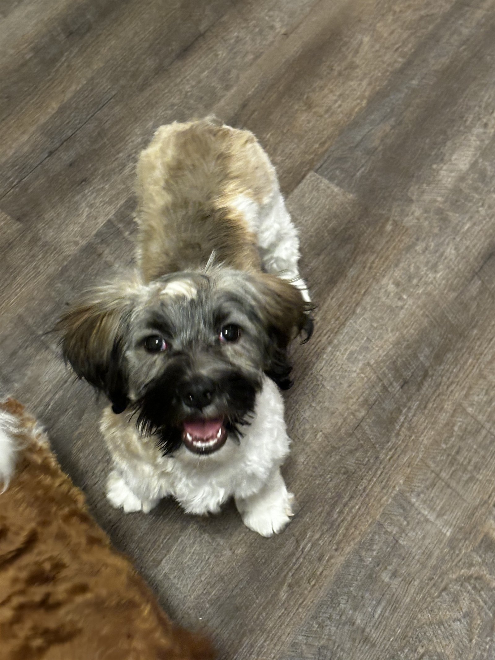 Oliver (Ollie), an adoptable Havanese in Brandon, SD, 57005 | Photo Image 1
