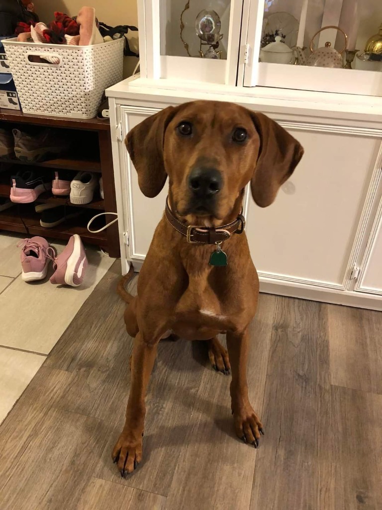 Bella, an adoptable Redbone Coonhound, Vizsla in Grand Rapids, MN, 55744 | Photo Image 1