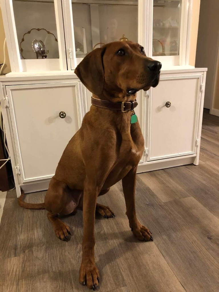 Bella, an adoptable Redbone Coonhound, Vizsla in Grand Rapids, MN, 55744 | Photo Image 4