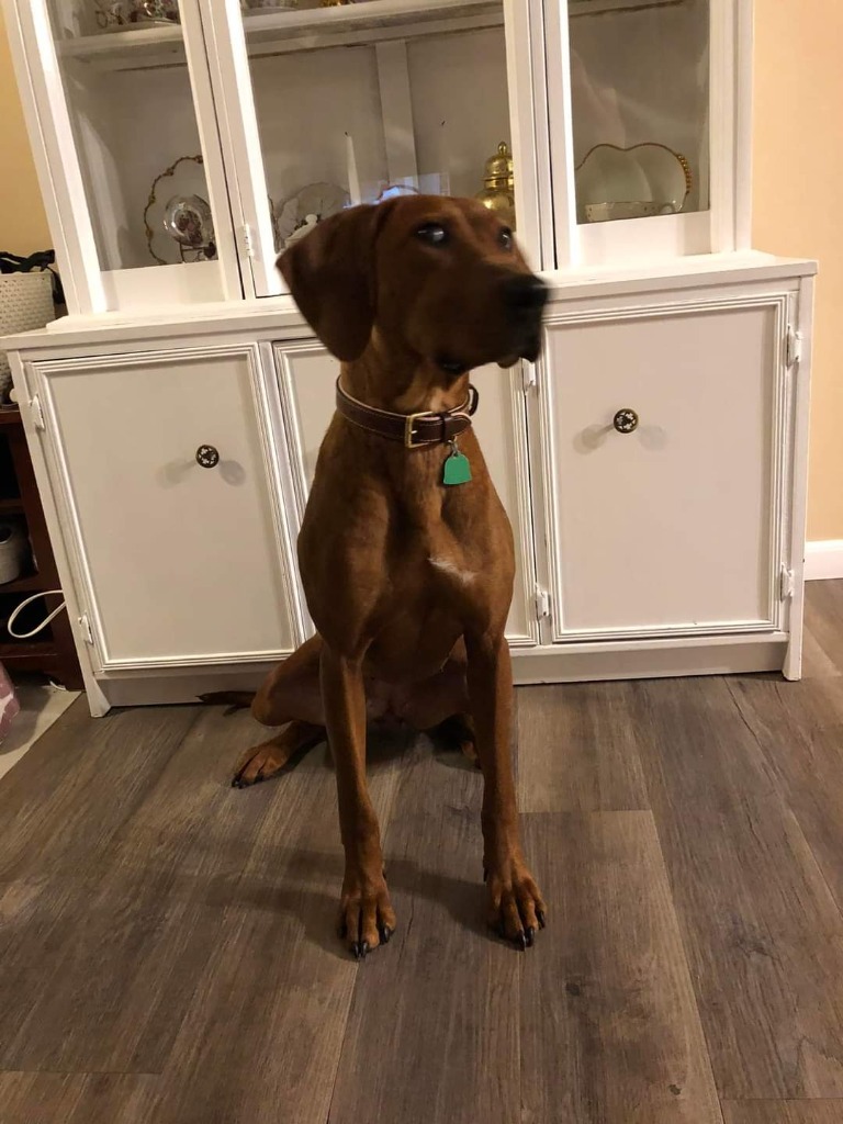Bella, an adoptable Redbone Coonhound, Vizsla in Grand Rapids, MN, 55744 | Photo Image 5