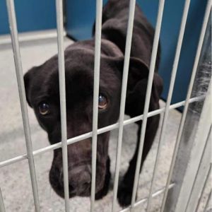 Petfinder dogs near me hot sale now