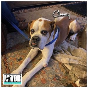 Clooney 8 YO 85 Pounds Kid  Dog Friendly Leash Trained Fostered in Redmond OR Hi Im Professor Cl