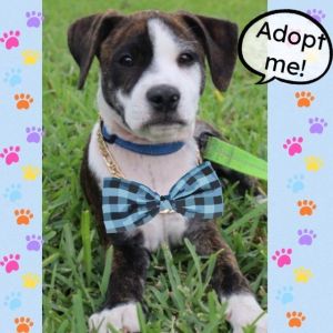 Hi my name is Bailey Im a 4 month old mix breed pupI love other dogs cats children and love