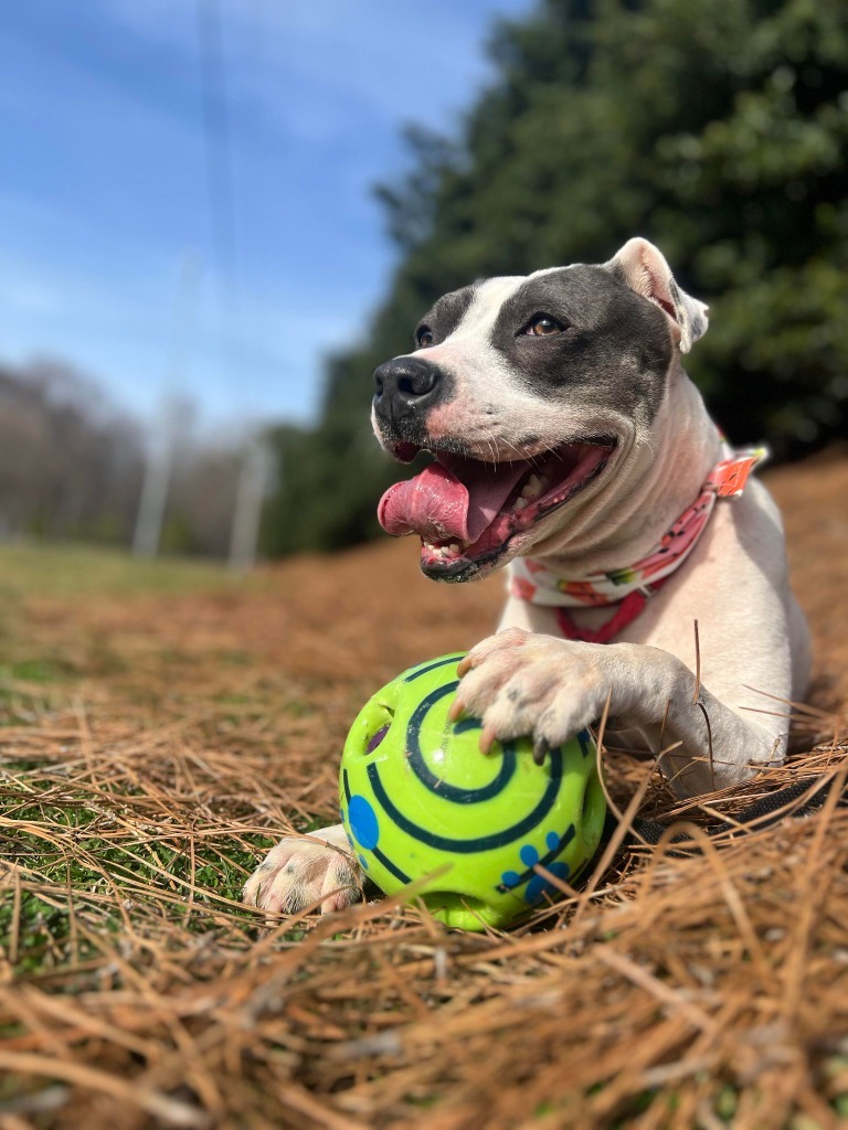 Lucille