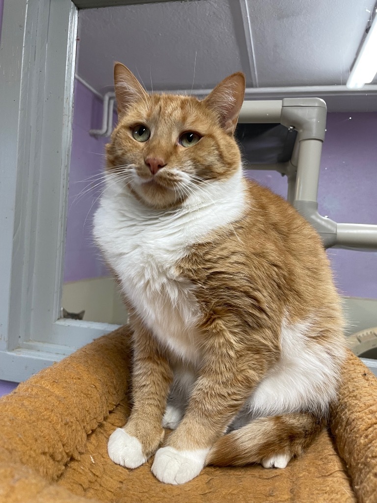 Mully, an adoptable Domestic Short Hair in Glenfield, NY, 13343 | Photo Image 1