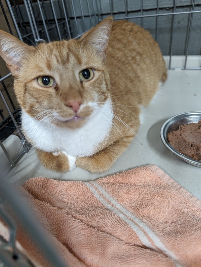 Mully, an adoptable Domestic Short Hair in Glenfield, NY, 13343 | Photo Image 2