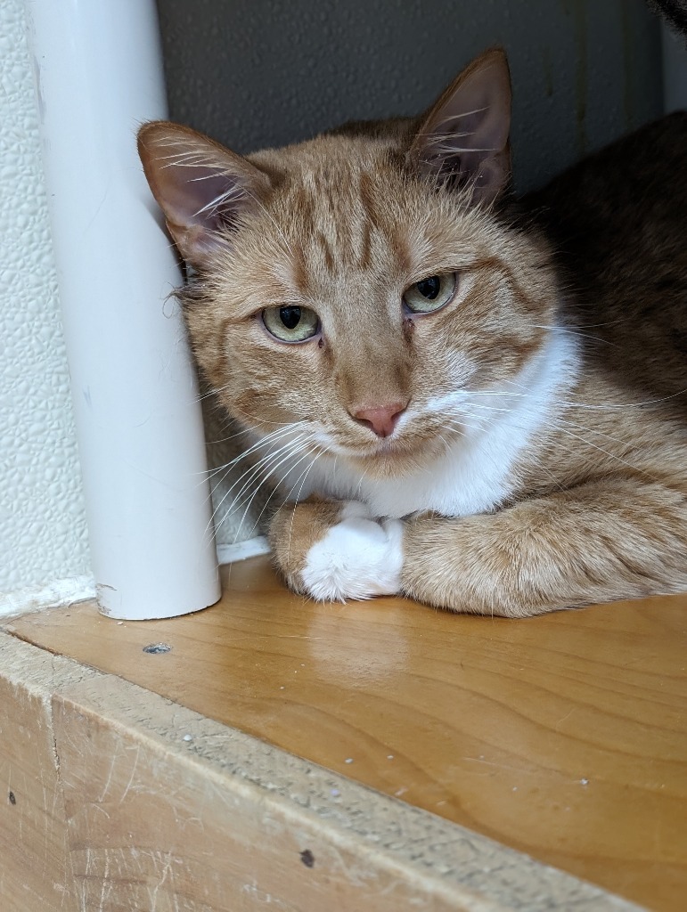 Mully, an adoptable Domestic Short Hair in Glenfield, NY, 13343 | Photo Image 3