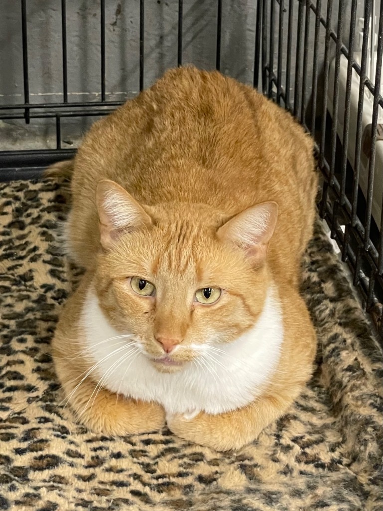 Mully, an adoptable Domestic Short Hair in Glenfield, NY, 13343 | Photo Image 4