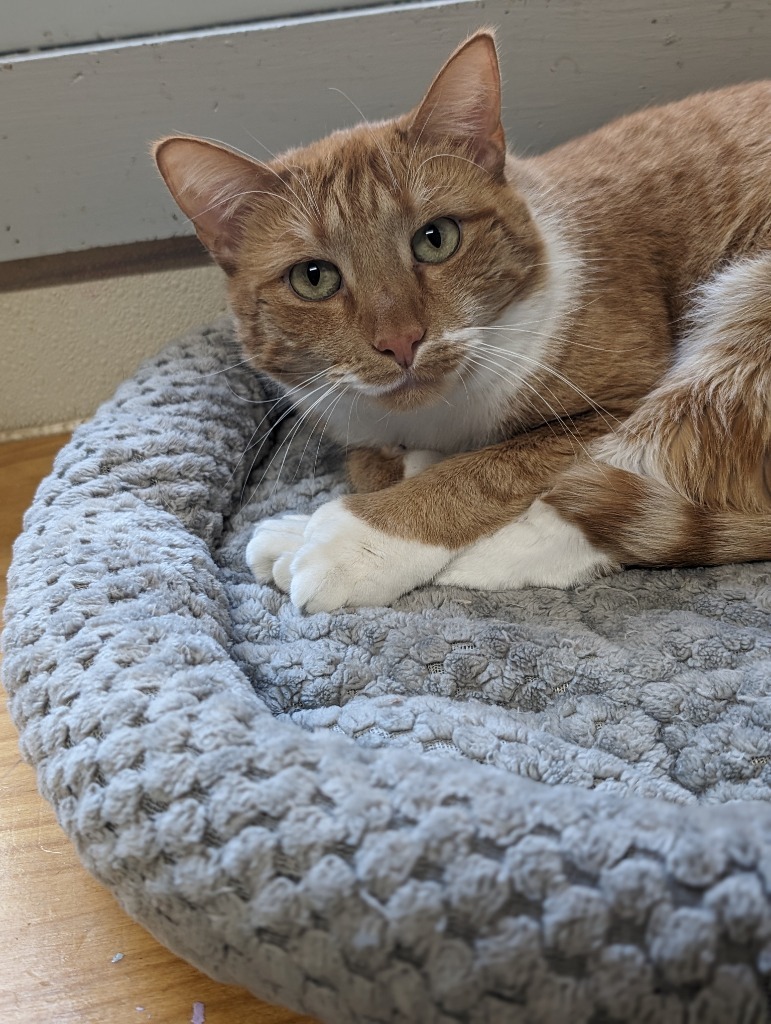 Mully, an adoptable Domestic Short Hair in Glenfield, NY, 13343 | Photo Image 5