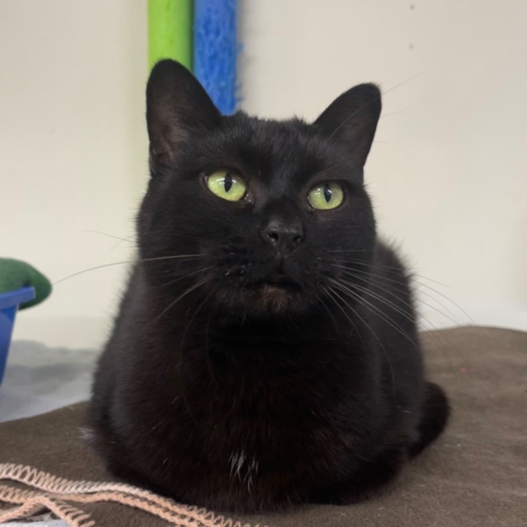 MIMI