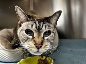 Avalon, Senior Female Siamese