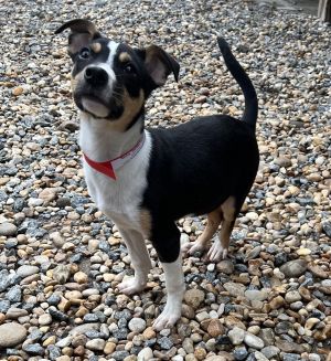 Rocksy Jack Russell Terrier Dog