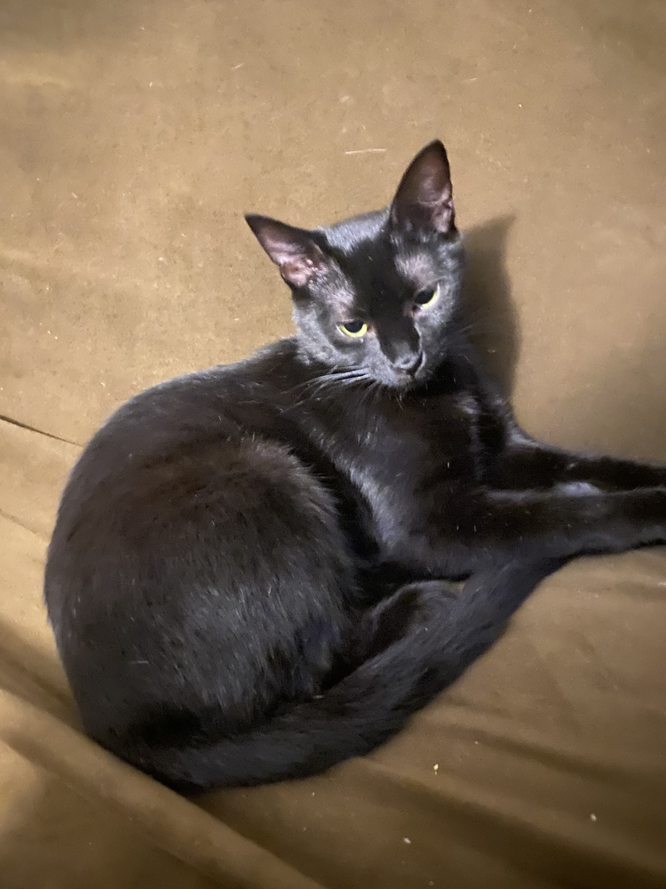 Mama Wishy, an adoptable Domestic Short Hair in Virginia Beach, VA, 23455 | Photo Image 1