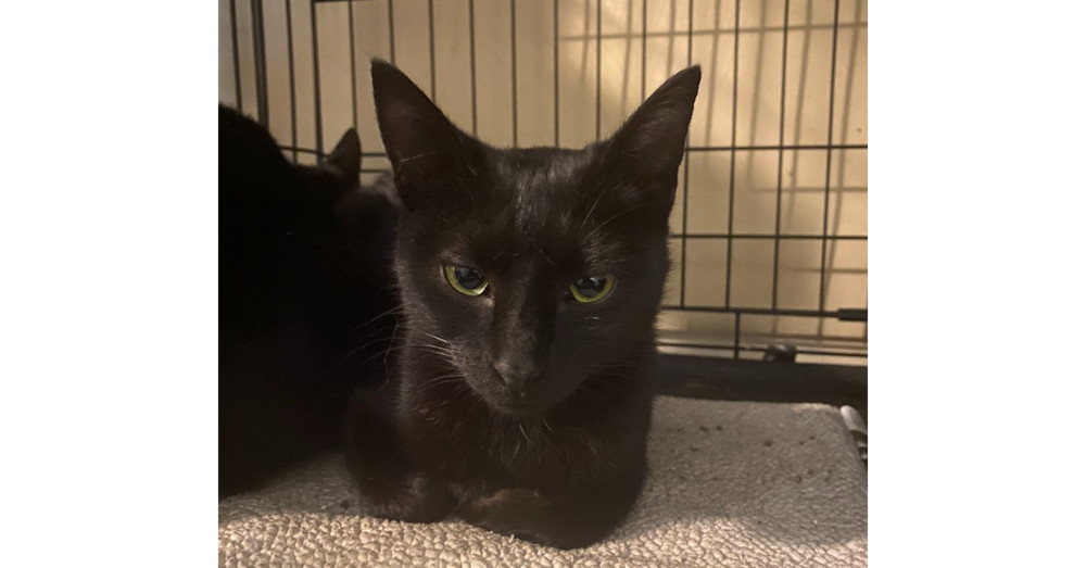 Mama Wishy, an adoptable Domestic Short Hair in Virginia Beach, VA, 23455 | Photo Image 2