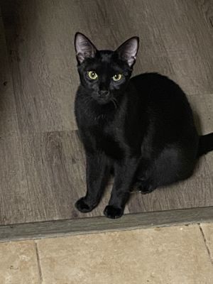 Washy, Young Female Domestic Short Hair