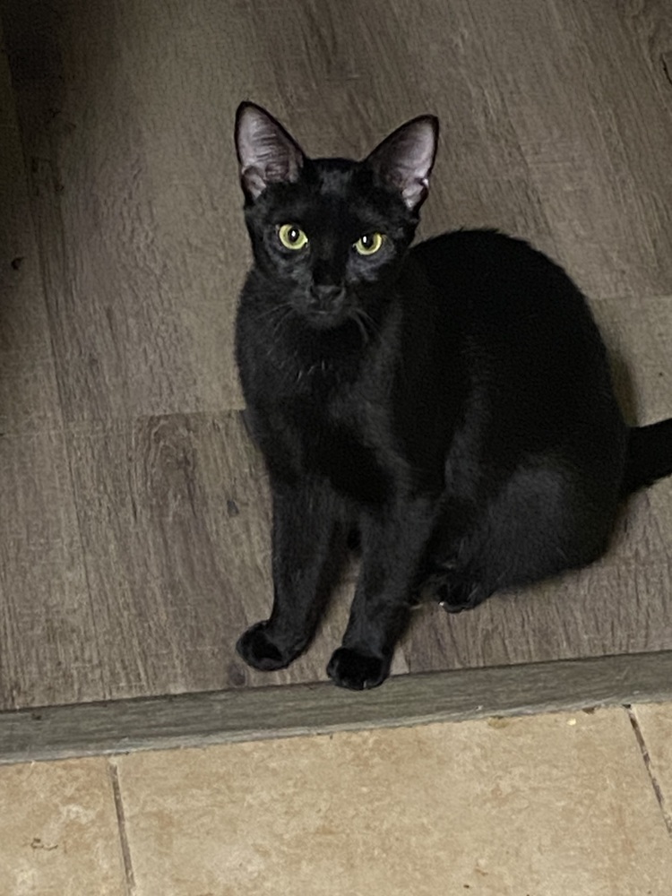 Washy, an adoptable Domestic Short Hair in Virginia Beach, VA, 23455 | Photo Image 1