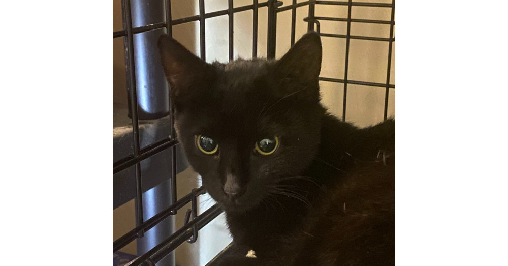 Washy, an adoptable Domestic Short Hair in Virginia Beach, VA, 23455 | Photo Image 2
