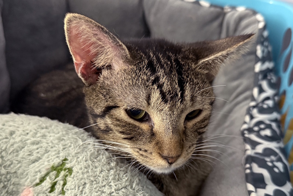 Whippersnapper, an adoptable Domestic Short Hair in Virginia Beach, VA, 23455 | Photo Image 1