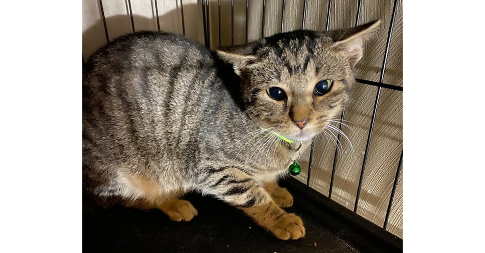 Whippersnapper, an adoptable Domestic Short Hair in Virginia Beach, VA, 23455 | Photo Image 2