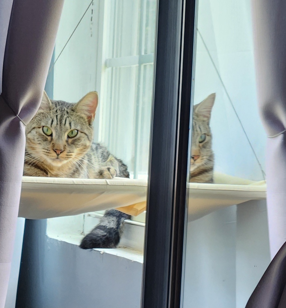 Ekko, an adoptable Domestic Short Hair in Virginia Beach, VA, 23455 | Photo Image 1