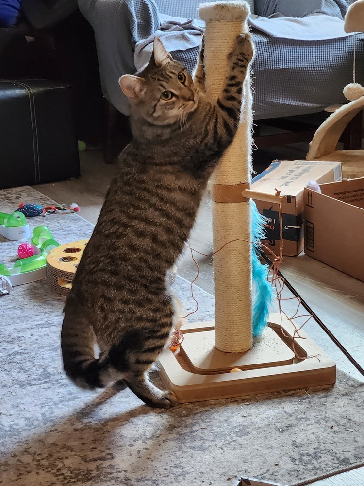 Ekko, an adoptable Domestic Short Hair in Virginia Beach, VA, 23455 | Photo Image 3