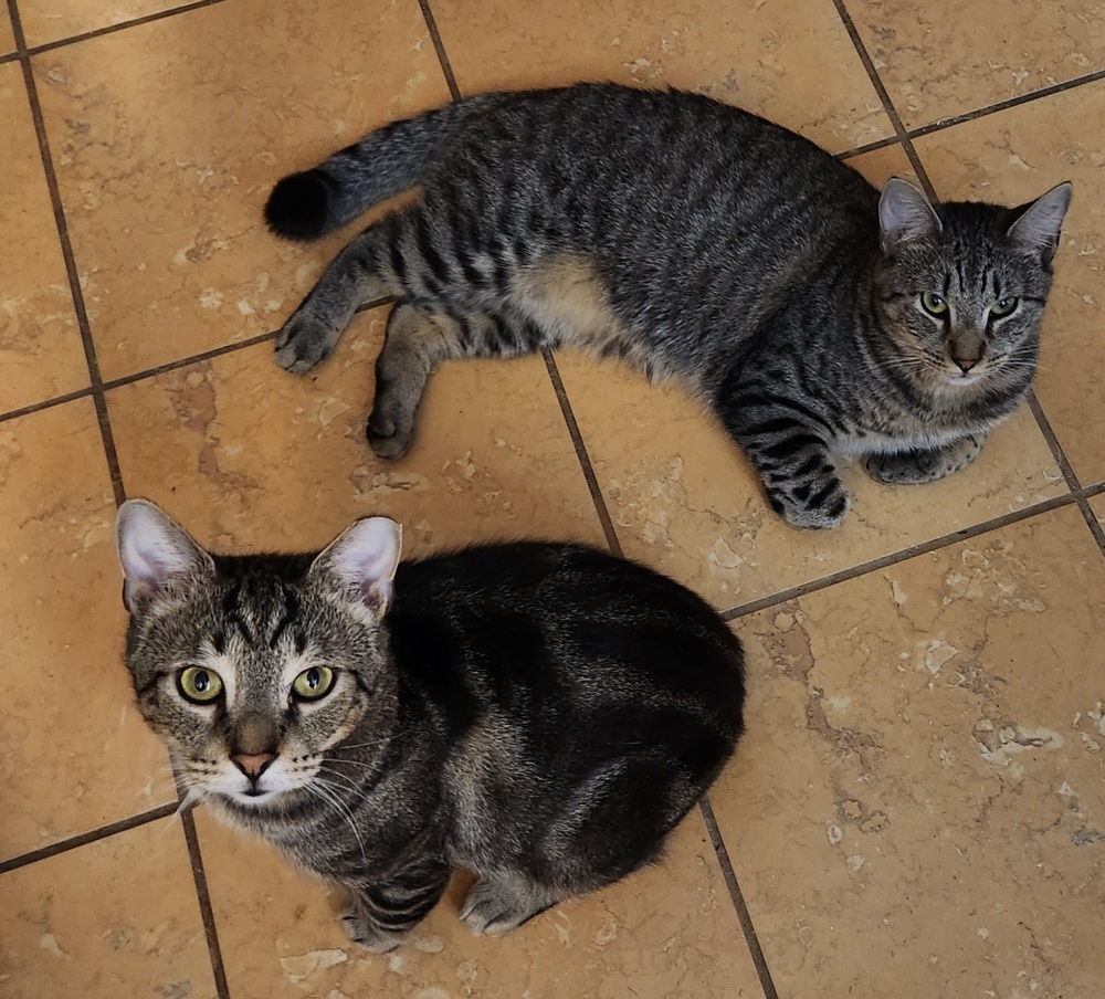 Ekko, an adoptable Domestic Short Hair in Virginia Beach, VA, 23455 | Photo Image 4
