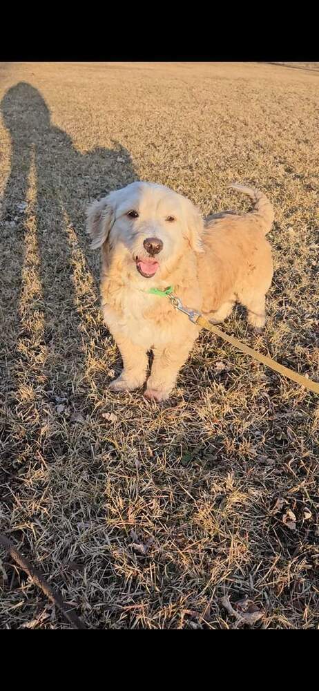 Isabelle, an adoptable Goldendoodle in Wausau, WI, 54401 | Photo Image 2