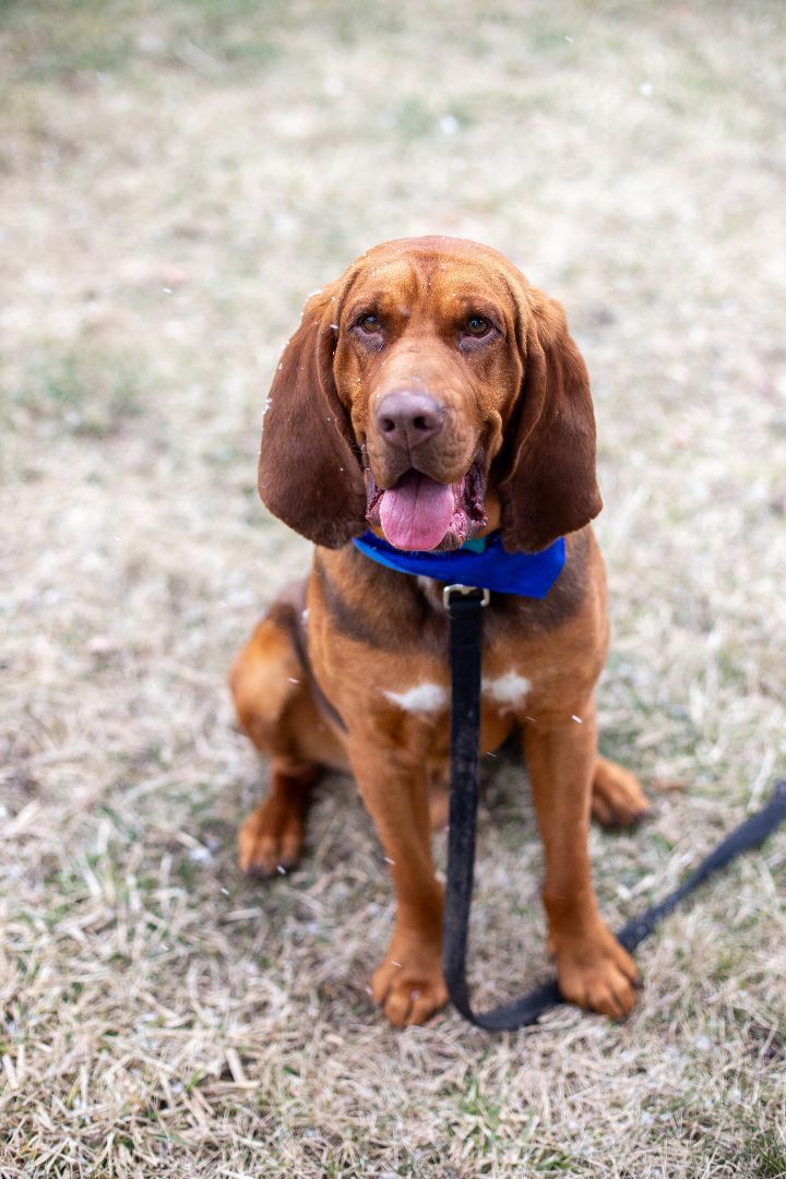 Blue best sale bloodhound dog