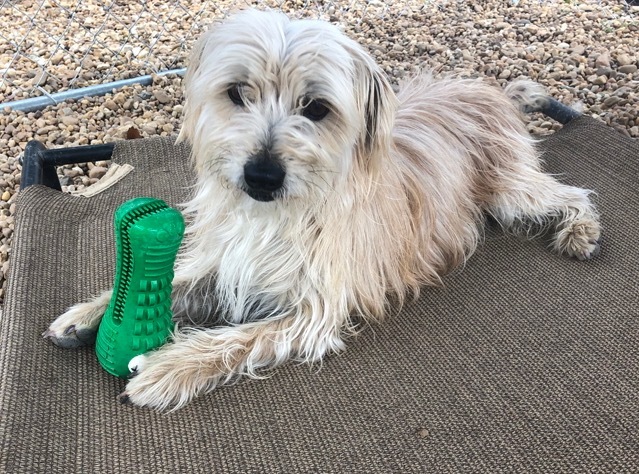 Norfolk terrier maltese store mix