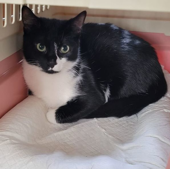 Cat for adoption Luna a Domestic Short Hair in Florham Park NJ