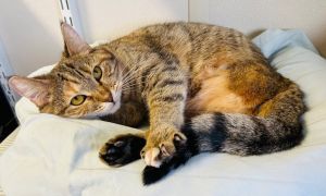Squeak, Adult Female Domestic Short Hair