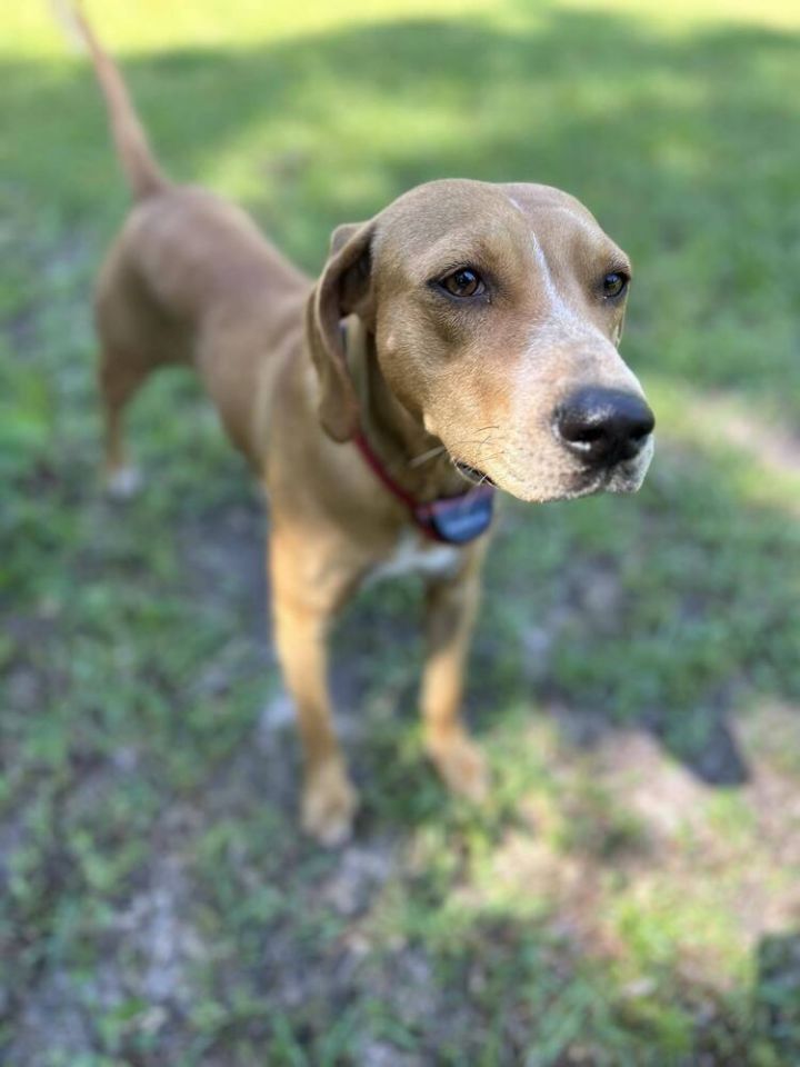 Dog for adoption - Hickory, a Hound & Labrador Retriever Mix in ...