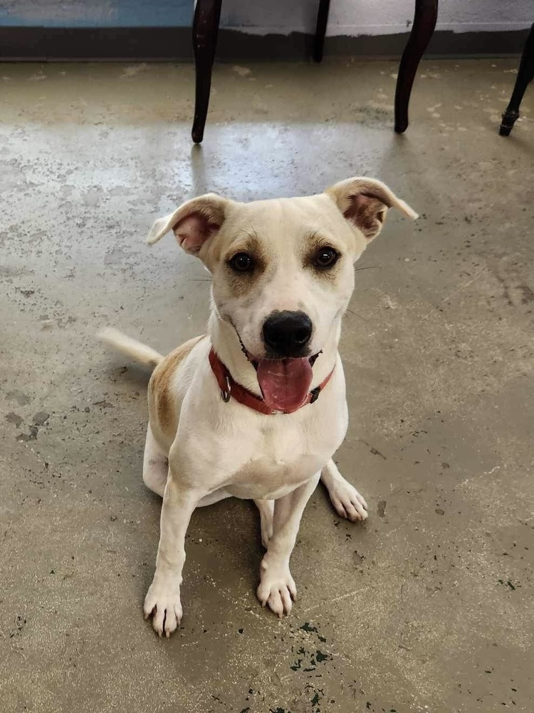 Kenney, an adoptable Terrier, Labrador Retriever in Halifax, NS, B3J 3A5 | Photo Image 2