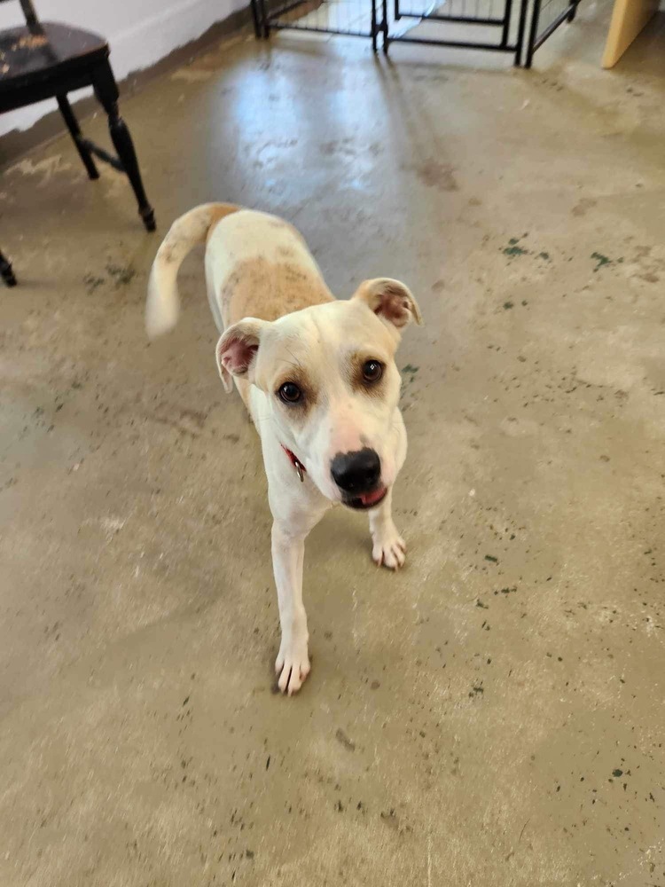 Kenney, an adoptable Terrier, Labrador Retriever in Halifax, NS, B3J 3A5 | Photo Image 6