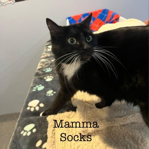 Mamma Socks 3
