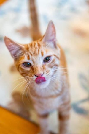 Meet Lotto Hes a super playful adorable ginger He chases toys loves to climb run and snuggle 