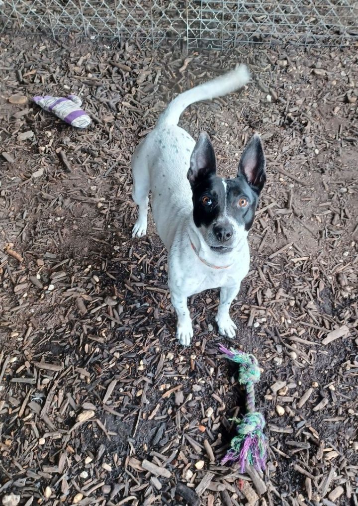 Lilac heeler store