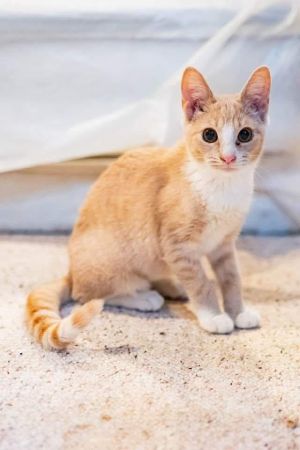 Meet Megan This super-soft cat will curl up in your lap and purr all day if she could When not