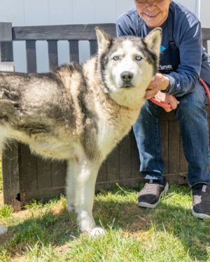 Ivy Vine - IN FOSTER, Adult Female Mixed Breed