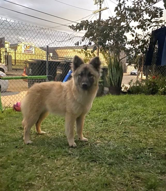 Akita chow best sale shepherd mix