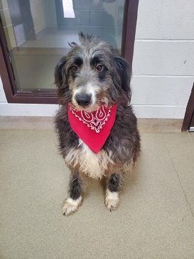 Petfinder aussiedoodle best sale