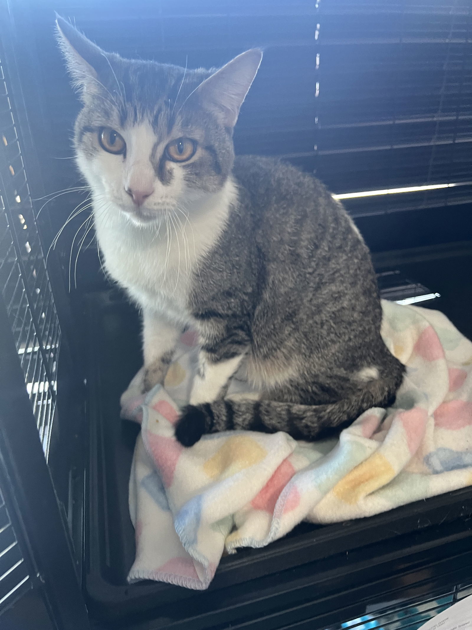 Lyra, an adoptable Domestic Short Hair in Chico, CA, 95973 | Photo Image 1