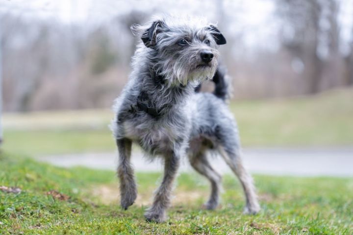 Schnauzer haven sales