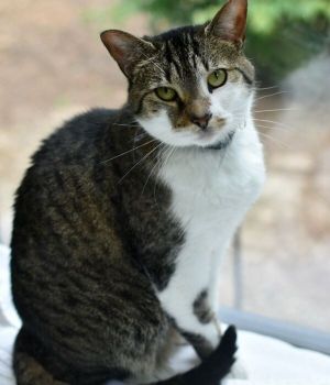 Dorothy originally came to Good Mews in 2020 as a kitten and she was in a loving home but recently