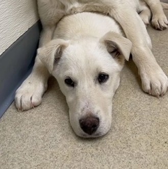 Dog for adoption - Dottie, a Labrador Retriever & Husky Mix in ...