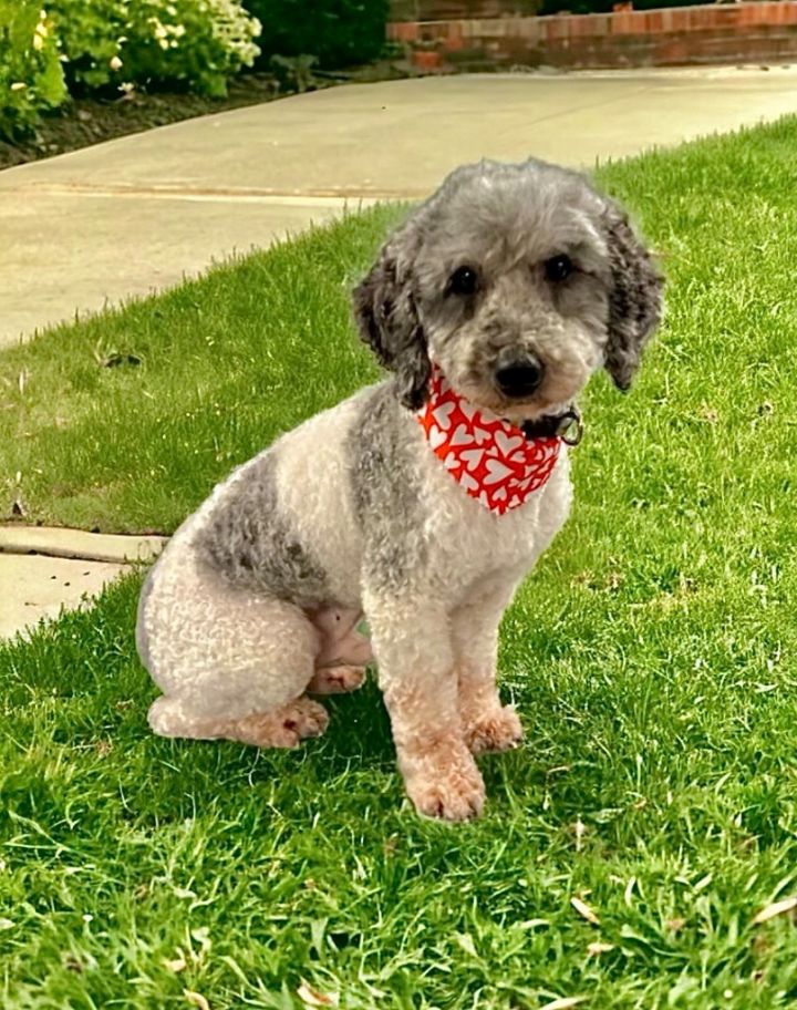 Dog for adoption - Jack Doodle, a Poodle & Retriever Mix in Warren, RI ...