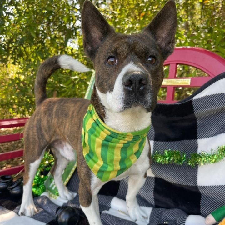 Basenji boston 2024 terrier mix