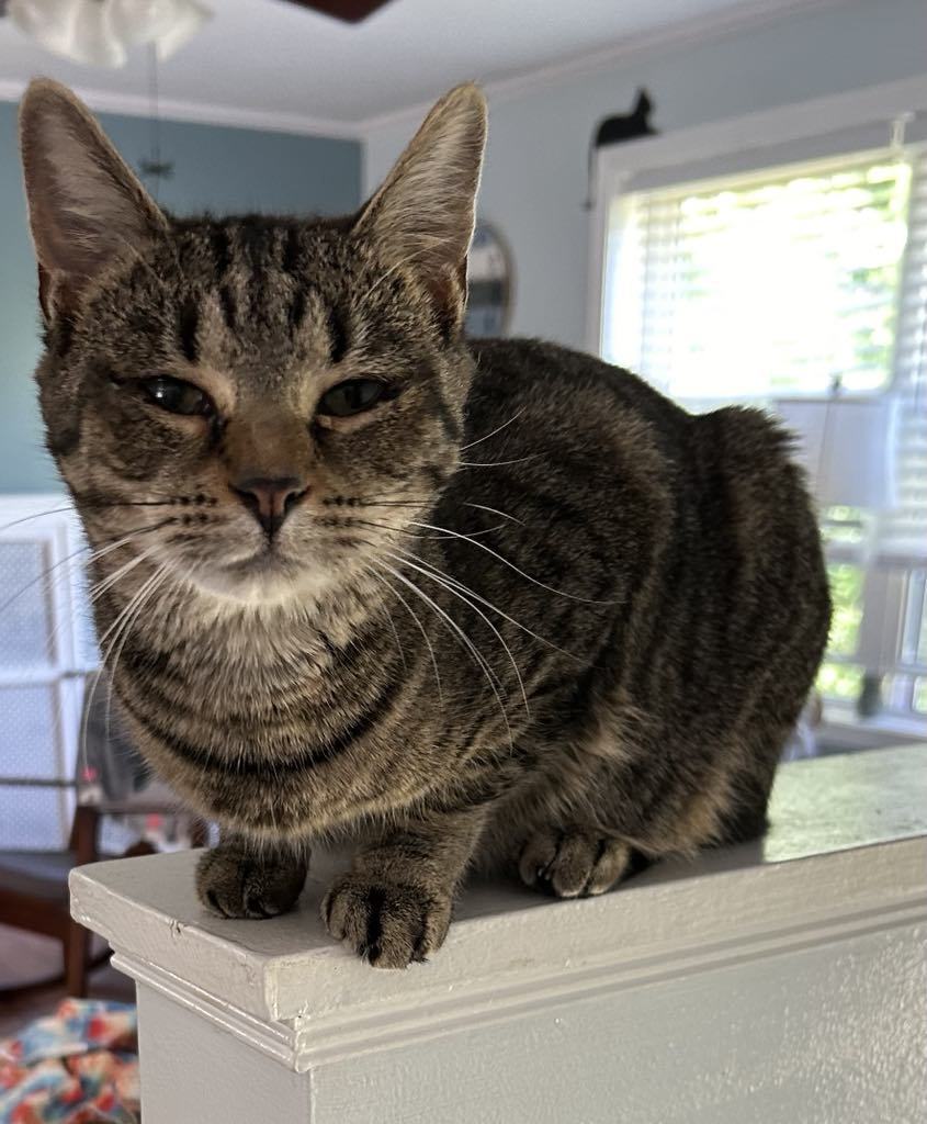 Roxie AND Sammy, an adoptable Domestic Short Hair in Gonic, NH, 03839 | Photo Image 2